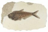 Detailed, Fossil Fish (Diplomystus) - Wyoming #203210-1